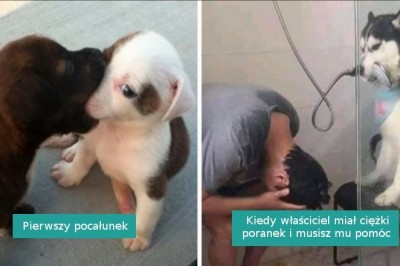 17 piesków w przypadkowych sytuacjach, które poprawią twój humor