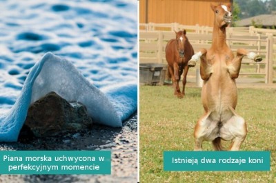 16 fotografii zrobionych w perfekcyjnym momencie pokazujących coś niecodziennego