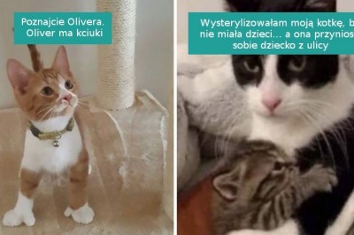 16 fotografii pokazujących dlaczego w towarzystwie kotów nigdy nie grozi ci nuda