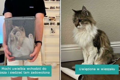 16 uroczych kotów, które z własnej woli wpadły w „pułapkę”