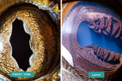 Fotografie oczu zwierząt zrobione w dużym zbliżeniu, wyglądają jak nie z tego świata