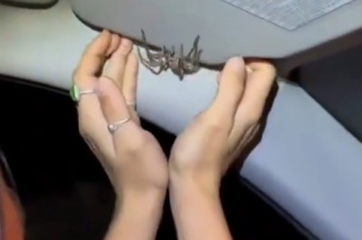 Ogromny pają w aucie kontra odważna dziewczyna