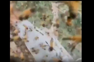 Chciał strącić gniazdo os z drzewa. Szybko pożałował