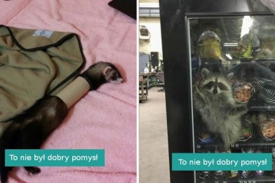 16 zwierząt, które porwały się z motyką na słońce