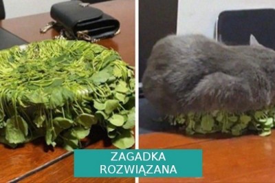 17 nietypowych fotografii kotów, które udowadniają, że te zwierzęta rządzą w domu