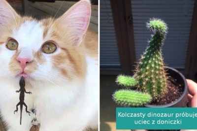 14 fotografii działających jak antydepresanty. Nietypowe ujęcia które rozbawią każdego