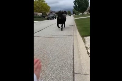 Miastowa spotyka na swojej drodze byka i chce się przywitać