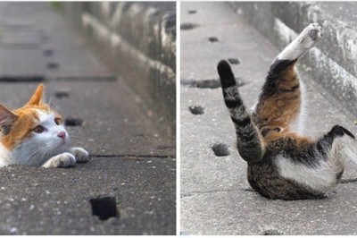 Japoński fotograf pokazuje codzienność bezdomnych kotów, które żyją szczęśliwe