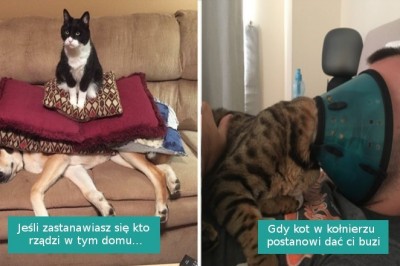 20 dominujących kotów, które zasłużyły na miano prawdziwych władców