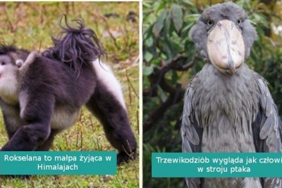 20 zwierząt, które natura projektowała w pośpiechu i postanowiła nas zaskoczyć