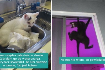 16 niepokornych kotów, które dostarczają swoim właścicielom ciągłej rozrywki
