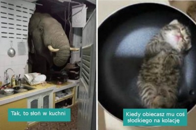 20 zwierząt przyłapanych w miejscach, w których nie powinno ich być