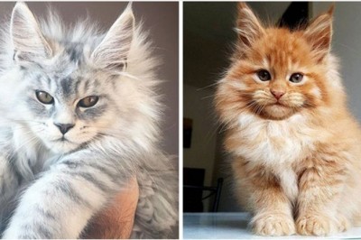 20 słodkich kotków Maine Coon, które wyrosną na prawdziwe olbrzymy