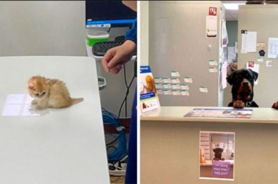 15 zabawnych i uroczych sytuacji z gabinetów weterynarzy