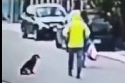 Pies ratuje przypadkową kobietę przed okradzeniem