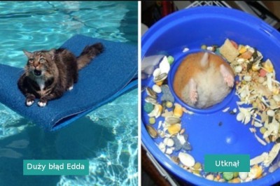 18 zabawnych zwierząt, które utknęły i potrzebowały pomocy ludzi