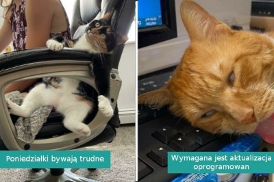 Galeria fotografii z serii: „Co jest nie tak z twoim kotem?”