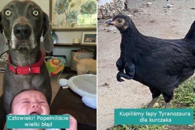 12 fotografii przedstawiających czystą komedię