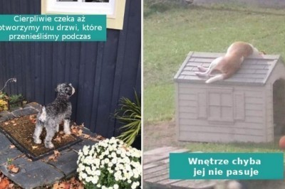 16 zwierząt, które swoim zachowaniem rozbawiły właścicieli do łez