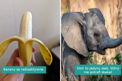 9 zaskakujących faktów o zwyczajnych rzeczach, które widujemy na co dzień