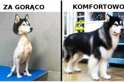 10 znanych mitów na temat psów, w które nie powinno się wierzyć bezgranicznie