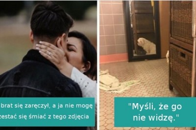 16 wścibskich psów, które po prostu musiały wcisnąć nos w nieodpowiednie miejsce