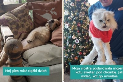 17 fotografii, które przypominają nam, że zwierzaki potrafią być niezwykle ludzkie