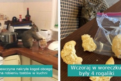16 futrzastych chuliganów, którzy robią co dusza zapragnie, gdy nikt nie patrzy