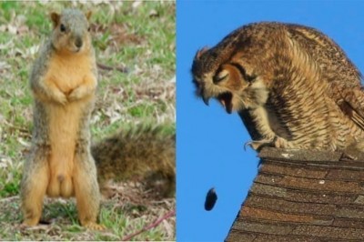 18 fotografii dzikiej przyrody, które wyszły tak źle, że aż stały się wręcz dobre