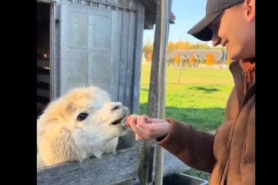 Nie wkurzaj alpaki podczas karmienia bo pożałujesz