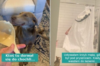 18 zwierzaków, które nieźle nabroiły, ale są zbyt urocze, aby się na nie złościć