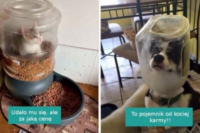 18 pechowych zwierzaków, które po prostu utknęły w czasie jedzenia