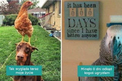 15 bezczelnych ptaków, które nie obawiają się postawić na swoim