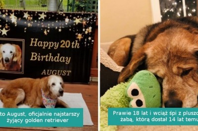 20 fotografii starszych piesków, które wraz z wiekiem stały się jeszcze bardziej urocze