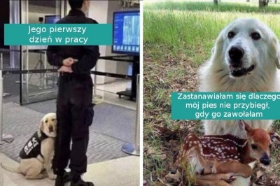 16 fotografii pokazujących dlaczego psy to najlepsze zwierzaki na świecie