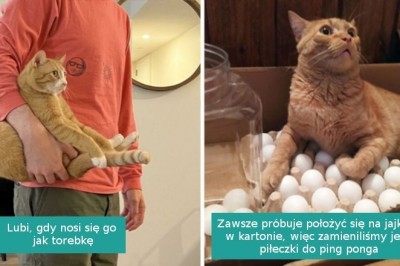16 rudych kotów, które pokazują jak nieprzewidywalne potrafią być