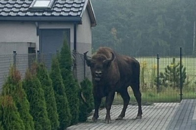 Żubr na prywatnej posesji w Tulcach. Musiała interweniować policja