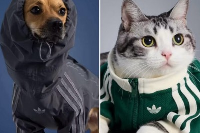 Adidas wypuścił kolekcję ubrań dla psów i kotów. Mini dresy z trzema paskami podbiły internet