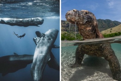 Oceaniczne fotografie Roku 2025. Niezwykłe ujęcia z morskich głębin i plaż
