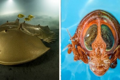 Niesamowite podwodne zdjęcia ukazujące tajemnicze życie w głębinach