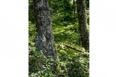 Nie uwierzysz, ale na tym zdjęciu naprawdę jest człowiek! Skuteczność kamuflażu potrafi zaskoczyć