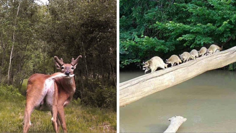 Co robią zwierzęta gdy nikt nie patrzy. Najlepsze ujęcia z fotopułapek
