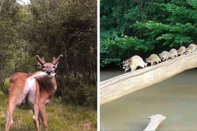 Co robią zwierzęta gdy nikt nie patrzy. Najlepsze ujęcia z fotopułapek
