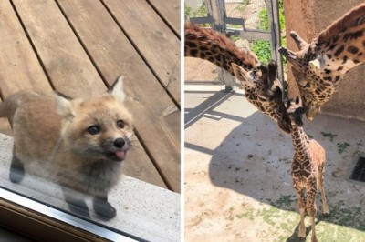 Najbardziej odpowiednia reakcja na zdjęcia tych małych słodziaków to uśmiech