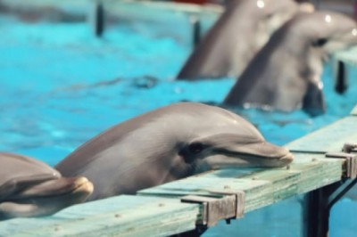 Meksyk zakazał pokazów z delfinami. Zwierzęta trafią do morskich rezerwatów