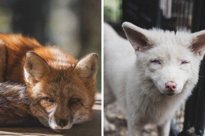 Niezwykła galeria lisów uratowanych  przez ludzi i żyjących w specjalnym sanktuarium