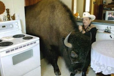 Bizon, który mieszkał jak pies. Historia Bailey’a z Kanady podbija internet