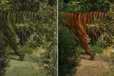 Dlaczego tygrysy dla swoich ofiar nie są pomarańczowe? Zaskakujący efekt natury