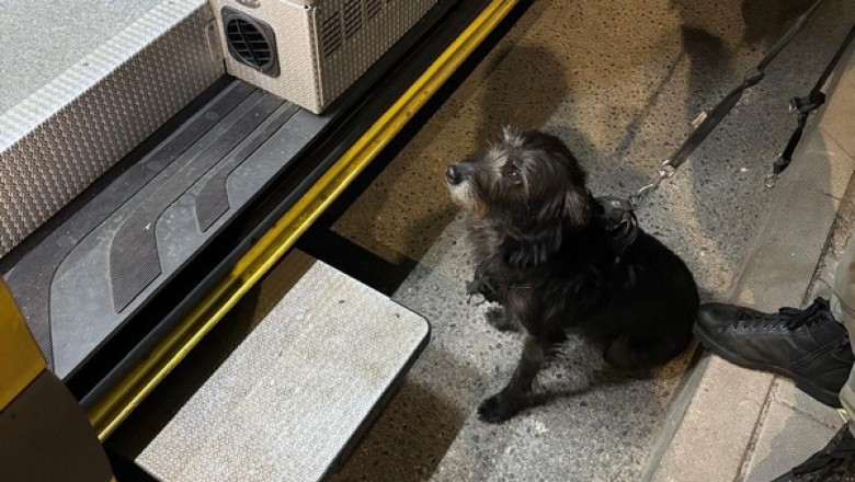 Wierna suczka doprowadziła do swojego zaginionego właściciela. Wzruszająca historia z Wrocławia