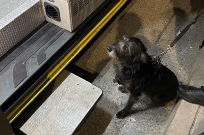 Wierna suczka doprowadziła do swojego zaginionego właściciela. Wzruszająca historia z Wrocławia